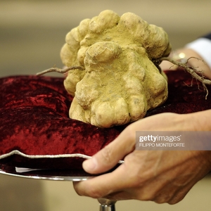 CONCESSIONE DELLA DOMANDA DI INDENNITA PER LA CONSEVAZONE DEL PATRIMONIO TARTUFIGENO